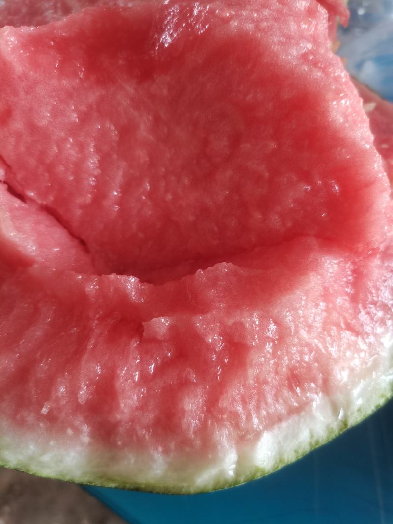 夏邑西瓜美都8424