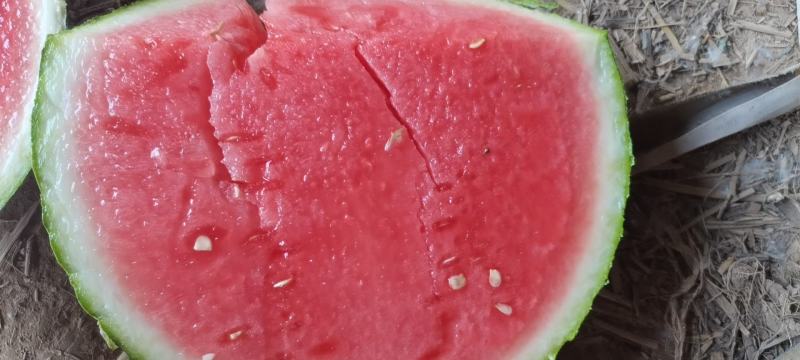 夏邑西瓜美都8424