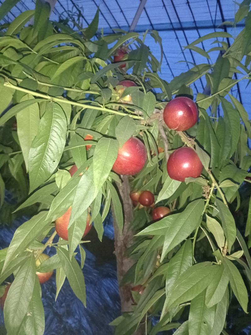 山西冷棚中油4号油桃上市了，有需要的联系了