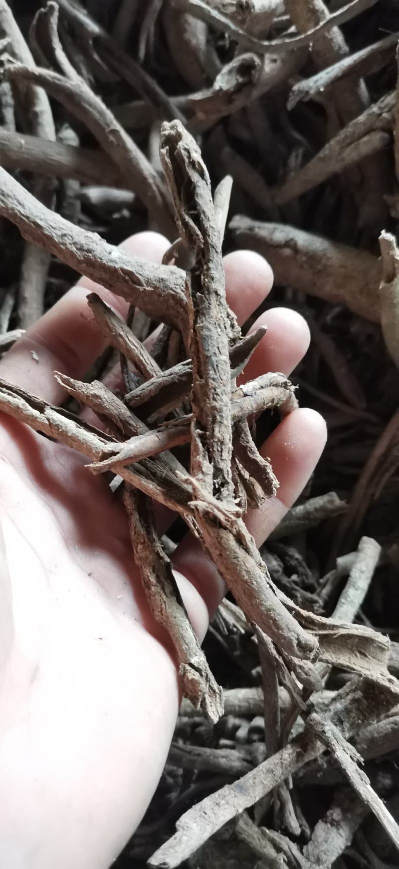 南五加皮三加皮四川产地直销大货