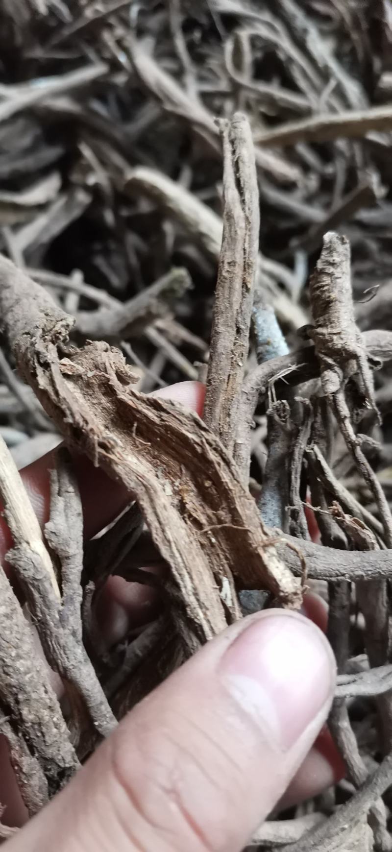 南五加皮三加皮四川产地直销大货