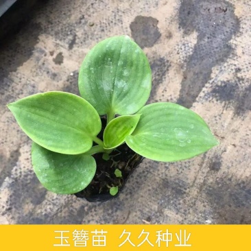 玉簪花苗耐寒耐旱花卉植物室外室内盆栽花坛多年生宿根绿植