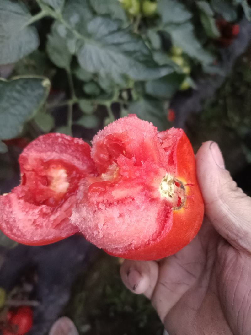 乐山夹江基地大红石头番茄，欢迎拖板车电商市场朋友采购。