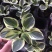 玉簪花苗耐寒耐旱花卉植物室外室内盆栽花坛多年生宿根绿植