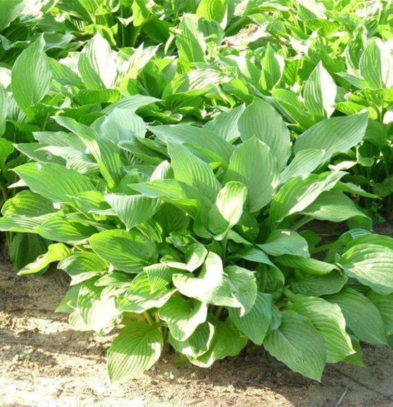 玉簪花苗耐寒耐旱花卉植物室外室内盆栽花坛多年生宿根绿植