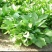 玉簪花苗耐寒耐旱花卉植物室外室内盆栽花坛多年生宿根绿植