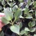 玉簪花苗耐寒耐旱花卉植物室外室内盆栽花坛多年生宿根绿植