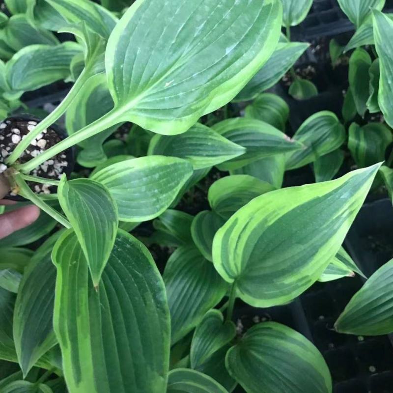 玉簪花苗耐寒耐旱花卉植物室外室内盆栽花坛多年生宿根绿植