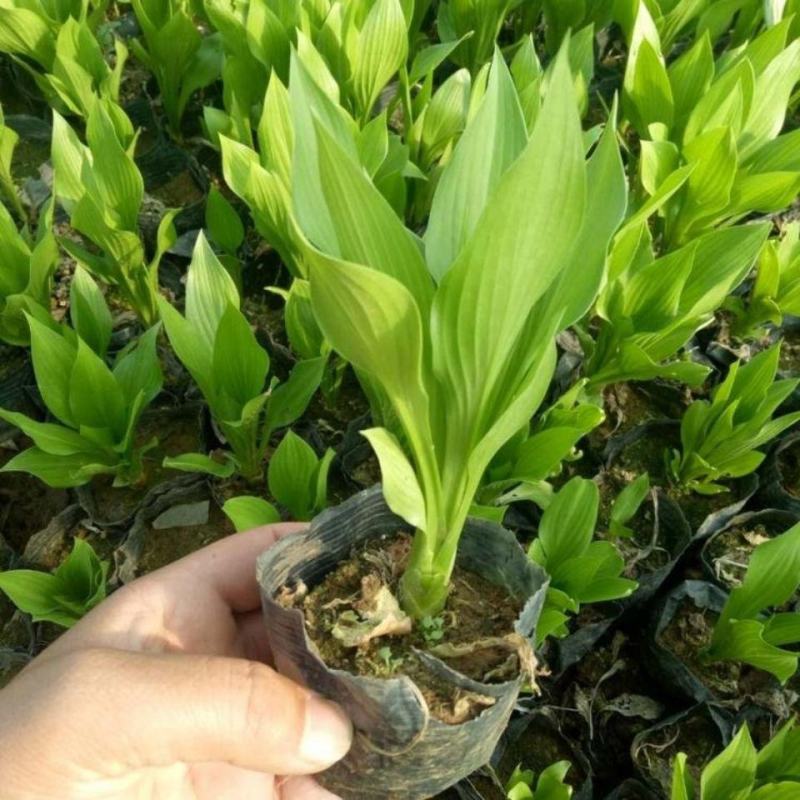 玉簪花苗耐寒耐旱花卉植物室外室内盆栽花坛多年生宿根绿植