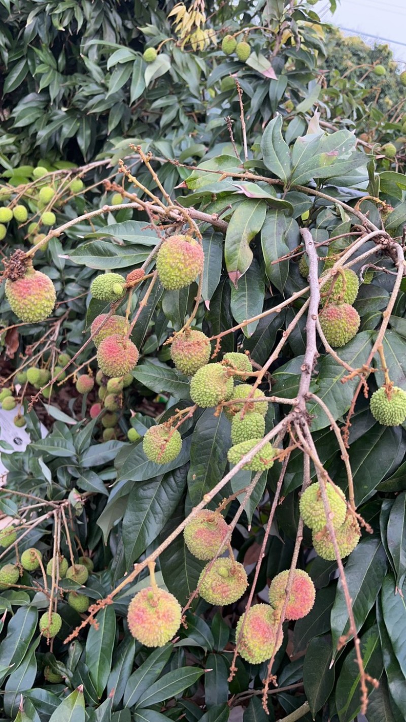 大陆最南端广东省湛江市徐闻县迈陈镇白糖罂，妃子笑荔枝