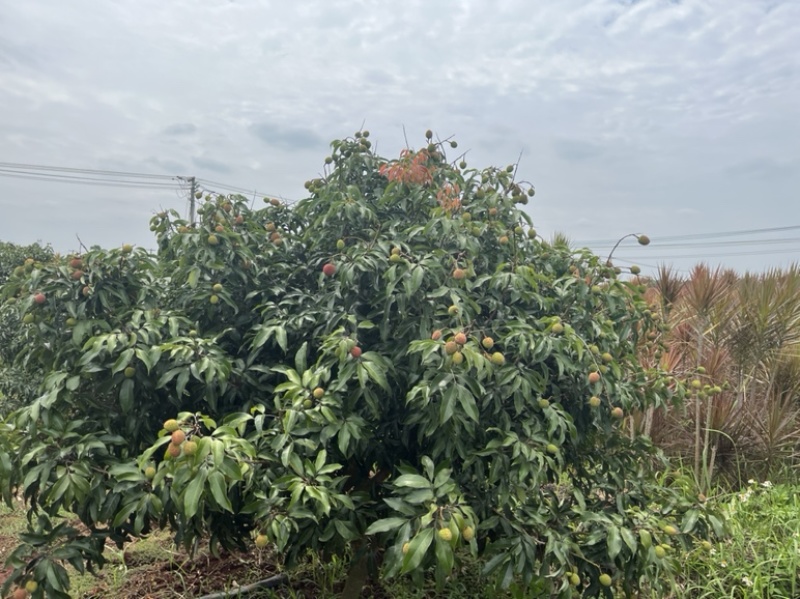 大陆最南端广东省湛江市徐闻县迈陈镇白糖罂，妃子笑荔枝