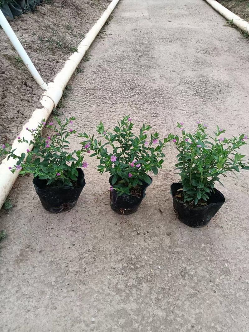 满天星蓝星星花各种规格基地大量现货供应，欢迎各位客户咨询