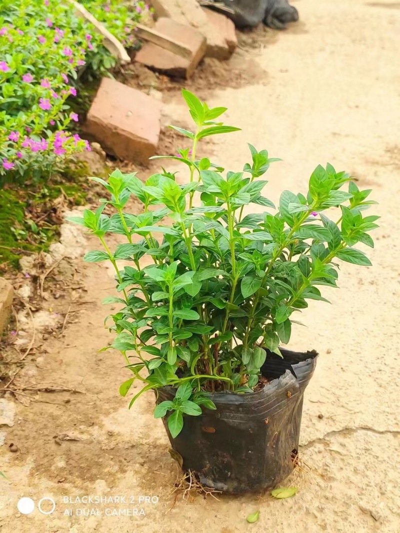 满天星蓝星星花各种规格基地大量现货供应，欢迎各位客户咨询