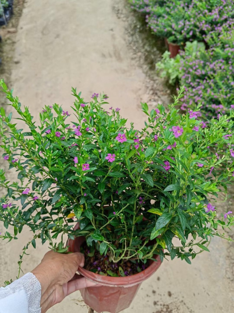满天星蓝星星花各种规格基地大量现货供应，欢迎各位客户咨询