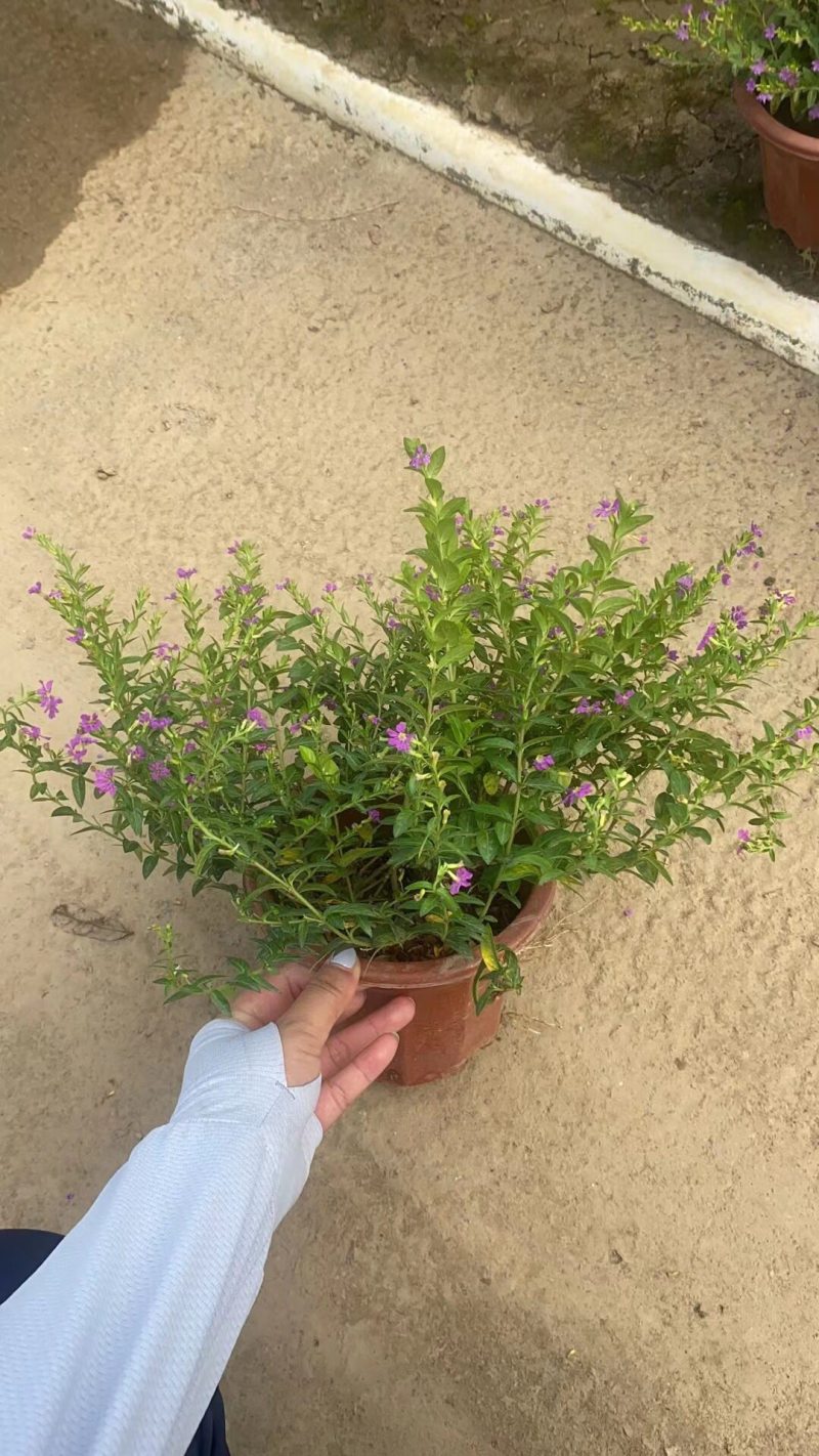 满天星蓝星星花各种规格基地大量现货供应，欢迎各位客户咨询