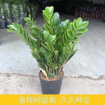 金钱树办公室盆栽高植物室内花卉客厅大绿植批发钱串子招财