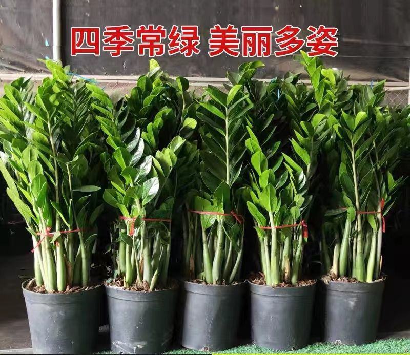 金钱树办公室盆栽高植物室内花卉客厅大绿植批发钱串子招财