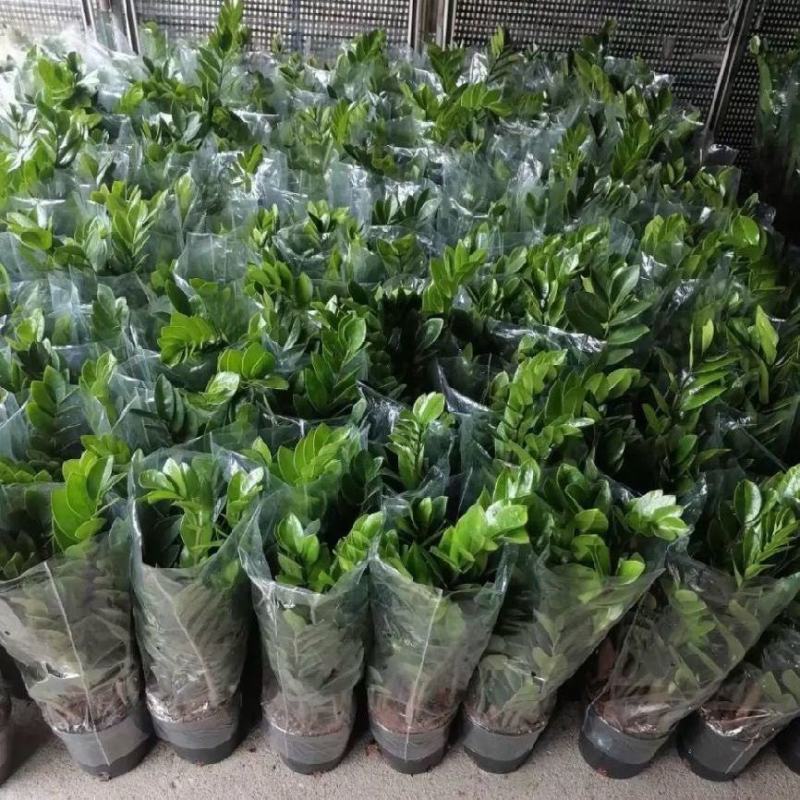 金钱树办公室盆栽高植物室内花卉客厅大绿植批发钱串子招财