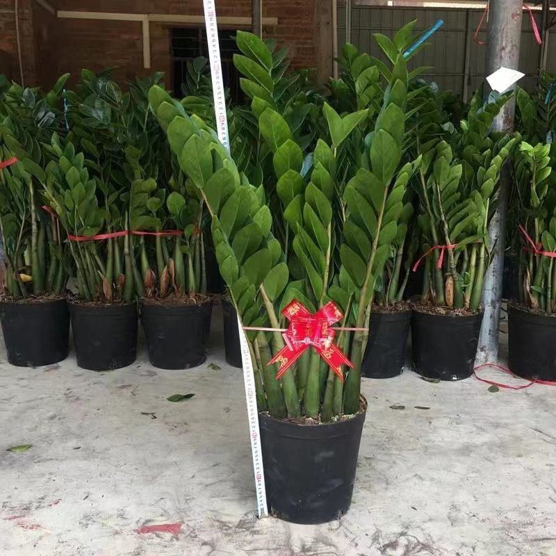 金钱树办公室盆栽高植物室内花卉客厅大绿植批发钱串子招财