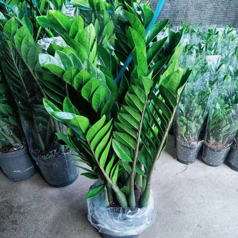金钱树办公室盆栽高植物室内花卉客厅大绿植批发钱串子招财