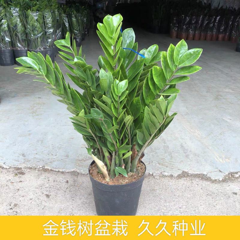 金钱树办公室盆栽高植物室内花卉客厅大绿植批发钱串子招财