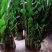 金钱树办公室盆栽高植物室内花卉客厅大绿植批发钱串子招财