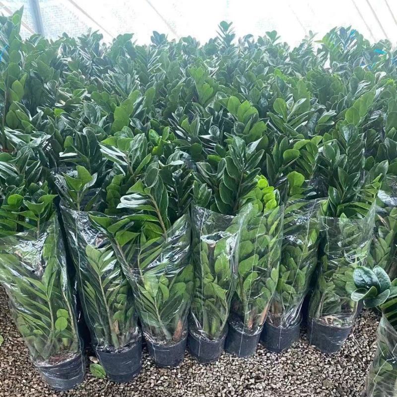 金钱树办公室盆栽高植物室内花卉客厅大绿植批发钱串子招财