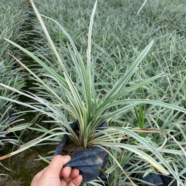 银边草银边麦冬各种规格基地大量现货供应，欢迎各位客户咨询