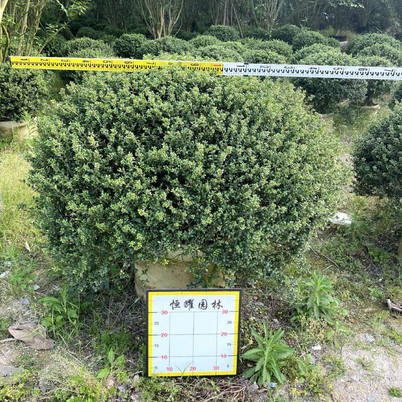 【龟甲冬青齿叶冬青】各种规格欢迎合作详谈