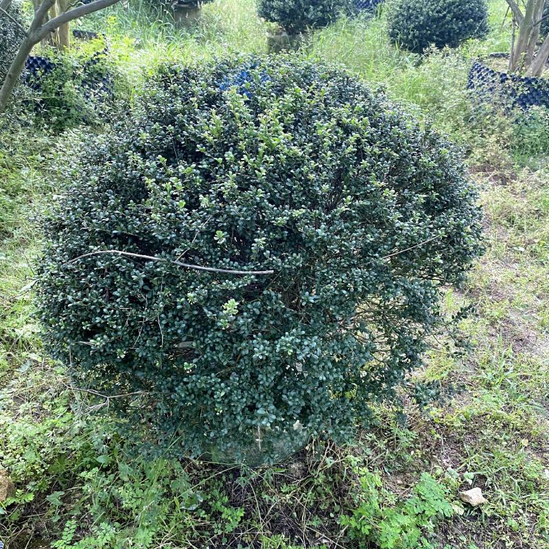 【龟甲冬青齿叶冬青】各种规格欢迎合作详谈