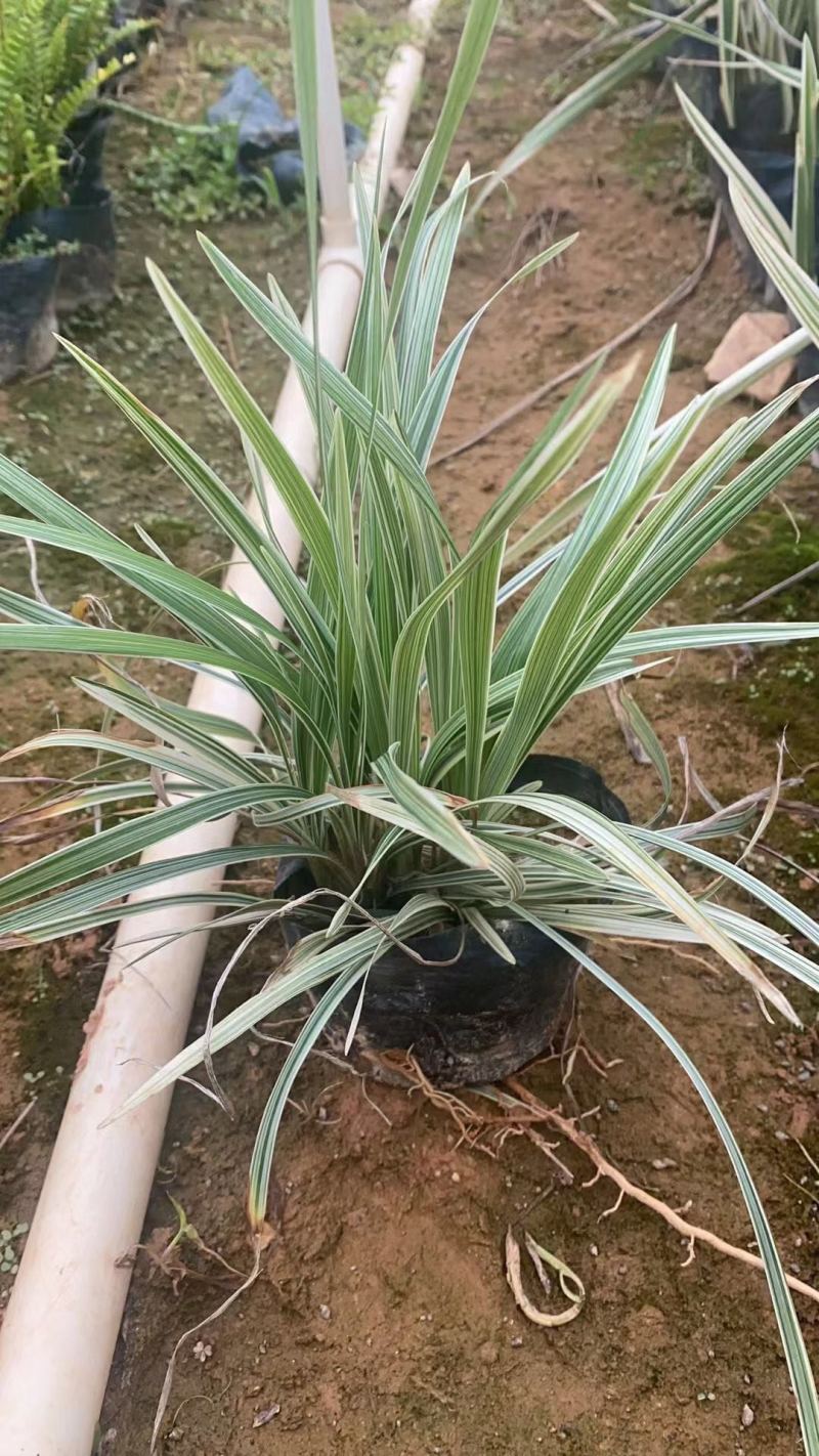 银边草银边麦冬各种规格基地大量现货供应，欢迎各位客户咨询