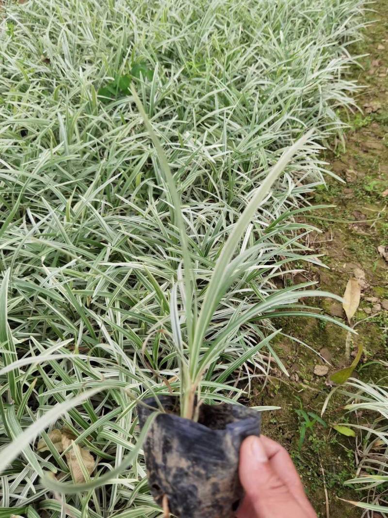 银边草银边麦冬各种规格基地大量现货供应，欢迎各位客户咨询