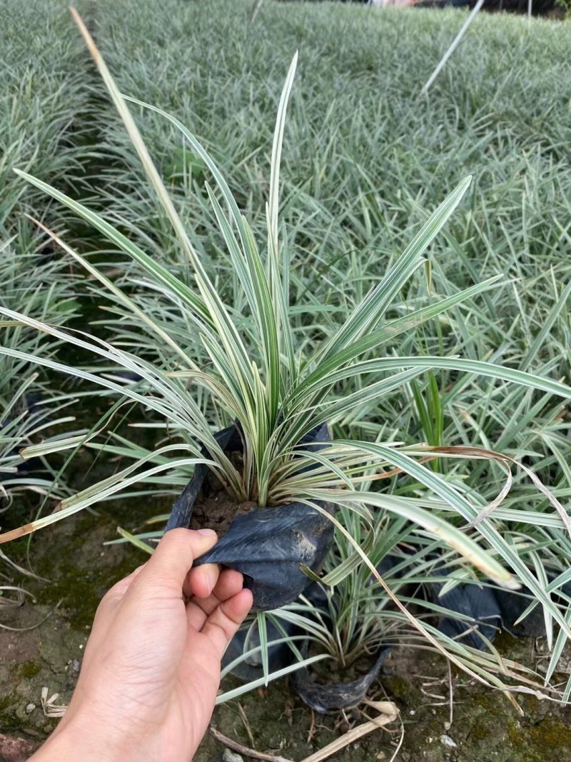 银边草银边麦冬各种规格基地大量现货供应，欢迎各位客户咨询