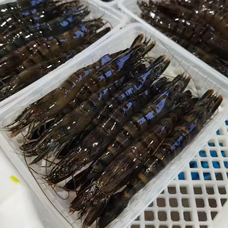 当季2022年新的黑虎虾，春天新的新虾，品质全系活冻