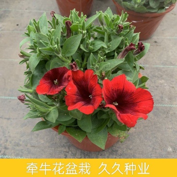 牵牛花盆栽带花苞阳台植物耐寒热易种活花卉盆栽绿植