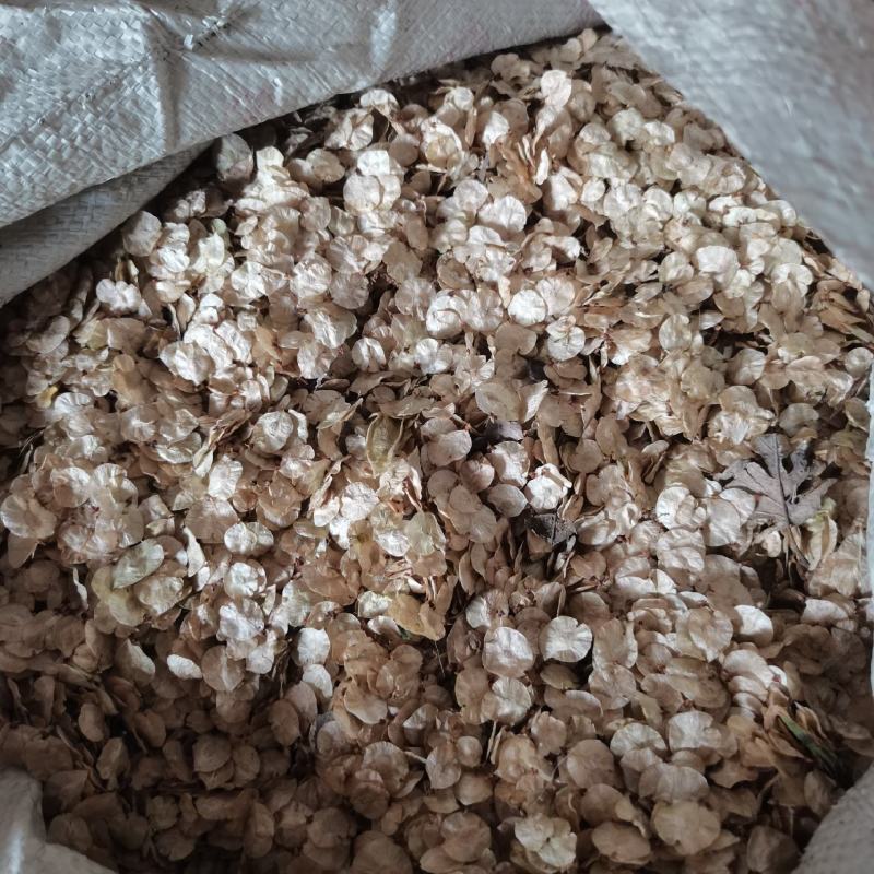 白榆种子