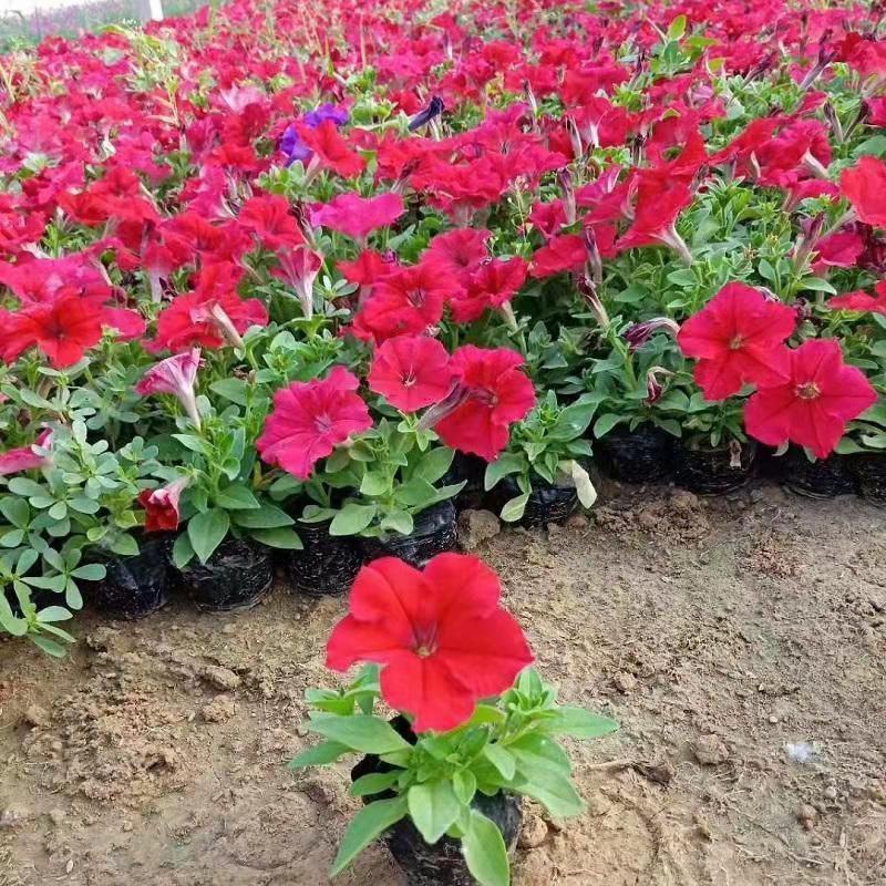 牵牛花盆栽带花苞阳台植物耐寒热易种活花卉盆栽绿植