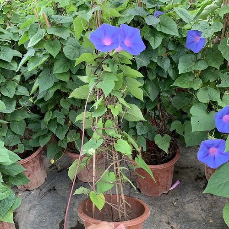 牵牛花盆栽带花苞阳台植物耐寒热易种活花卉盆栽绿植