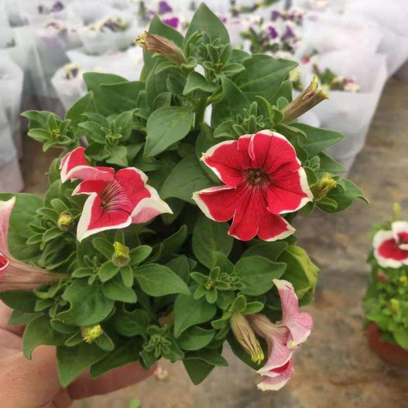 牵牛花盆栽带花苞阳台植物耐寒热易种活花卉盆栽绿植