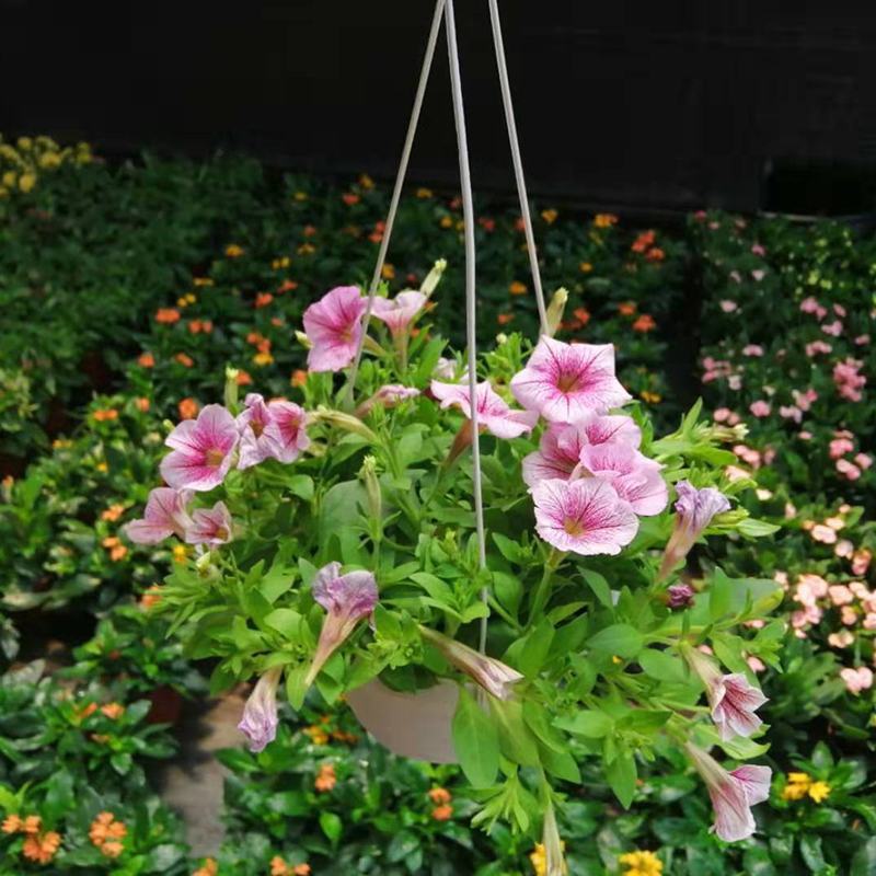 牵牛花盆栽带花苞阳台植物耐寒热易种活花卉盆栽绿植