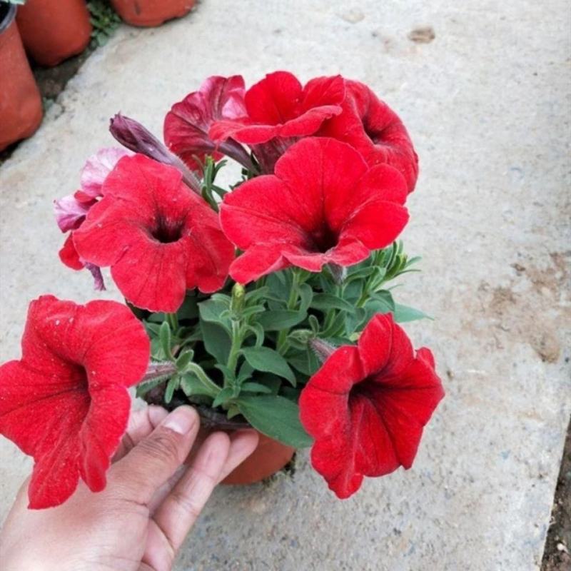 牵牛花盆栽带花苞阳台植物耐寒热易种活花卉盆栽绿植