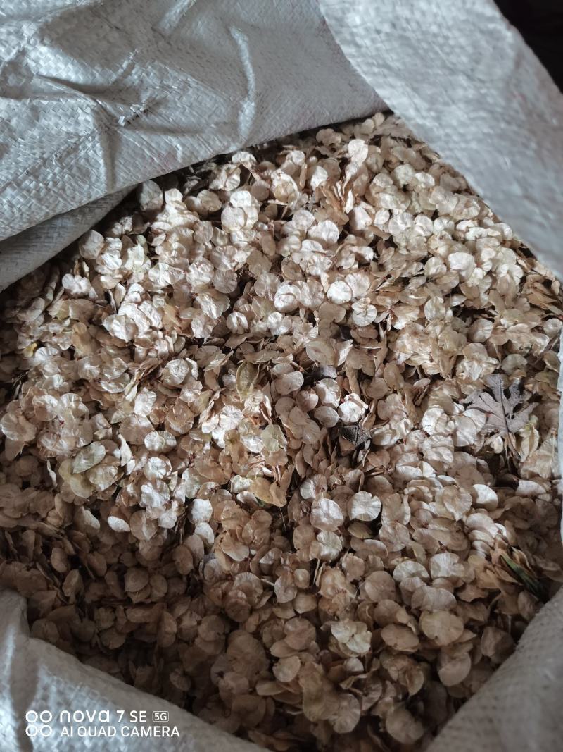白榆种子