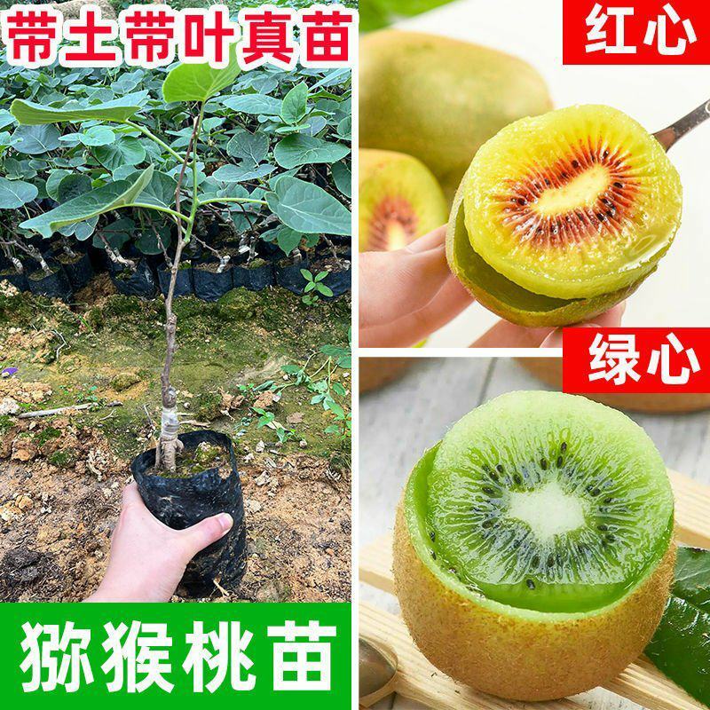 猕猴桃树苗红心大果南北方种植盆栽地载黄心软枣猕猴桃苗当年