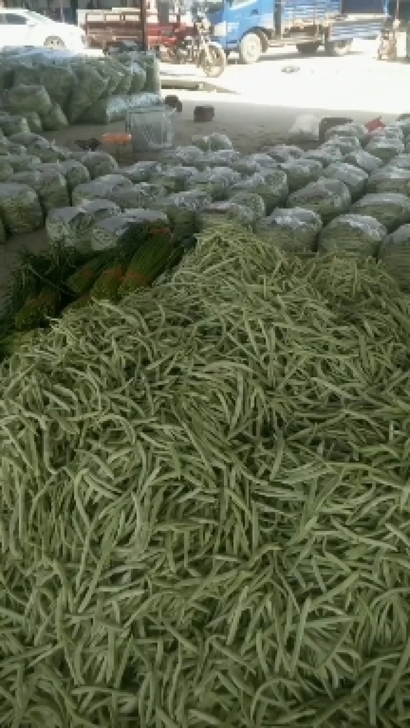 山东单县，芸豆，产地直供，货源充足，优等蔬菜，对接全国