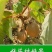 猕猴桃树苗红心大果南北方种植盆栽地载黄心软枣猕猴桃苗当年