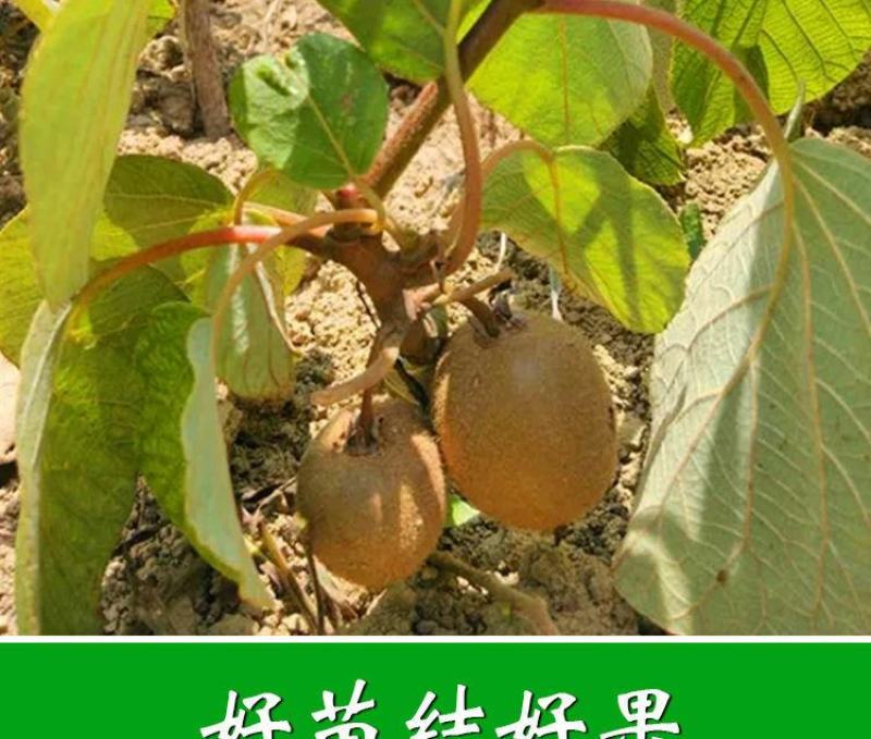 猕猴桃树苗红心大果南北方种植盆栽地载黄心软枣猕猴桃苗当年
