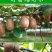 猕猴桃树苗红心大果南北方种植盆栽地载黄心软枣猕猴桃苗当年