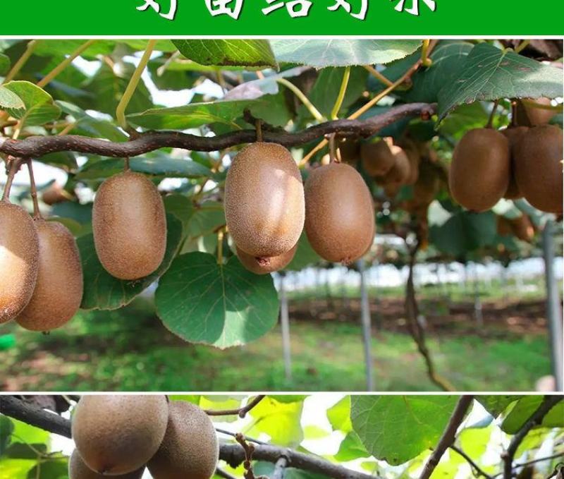 猕猴桃树苗红心大果南北方种植盆栽地载黄心软枣猕猴桃苗当年