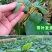 猕猴桃树苗红心大果南北方种植盆栽地载黄心软枣猕猴桃苗当年