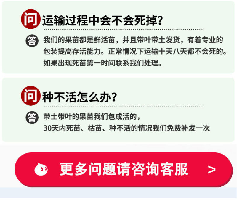 猕猴桃树苗红心大果南北方种植盆栽地载黄心软枣猕猴桃苗当年